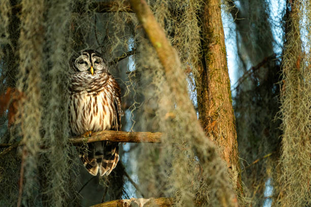 istock Barred owl in a cypress swamp, LA 1323440237