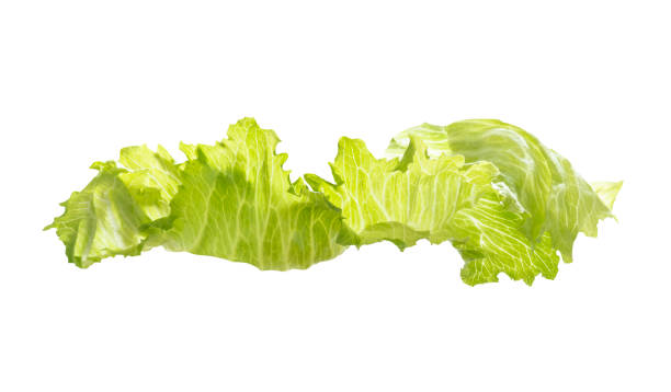 folha de alface de iceberg isolada em branco - iceberg lettuce - fotografias e filmes do acervo