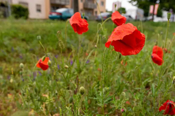 Red Corn Poppies, Papaver rhoeas, growing in an urban meadow alongside a street with cars and buildings in a low angle close up view