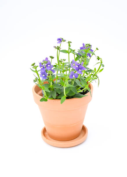 belos frescos o pássaro azul nemesia, 'nemesia fruticans híbridos em azul-roxo ou violeta e um pólen amarelo brilhante com folhas verdes em pote marrom de cerâmica no fundo branco. foco seletivo - nemesia fruticans - fotografias e filmes do acervo