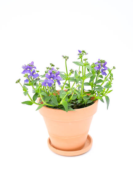 belos frescos o pássaro azul nemesia, 'nemesia fruticans híbridos em azul-roxo ou violeta e um pólen amarelo brilhante com folhas verdes em pote marrom de cerâmica no fundo branco. foco seletivo - nemesia fruticans - fotografias e filmes do acervo