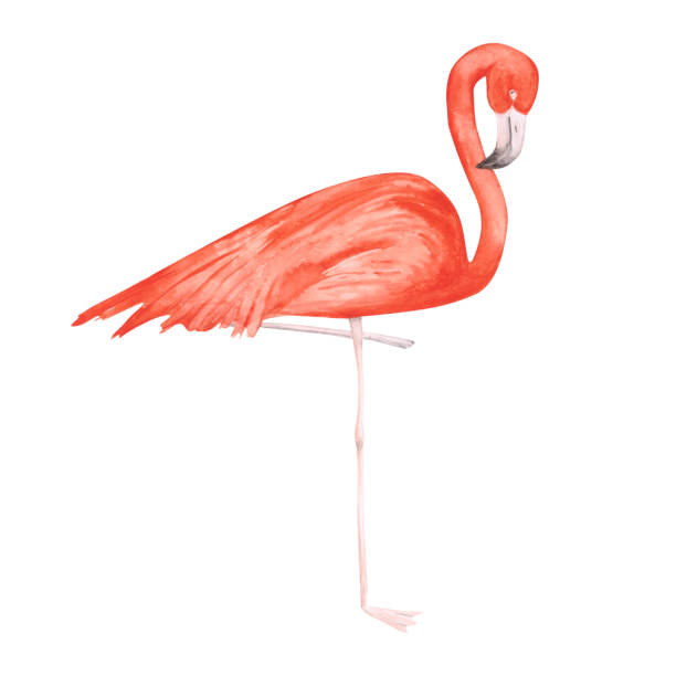 Pink watercolor flamingo isolated on a white background. Hand-drawn tropical bird clipart. Cute illustration of an exotic animal for your design. Colorful flamingo on one leg. Beautiful print. Pink watercolor flamingo isolated on a white background. Hand-drawn tropical bird clipart. Cute illustration of an exotic animal for your design. Colorful flamingo on one leg. Beautiful print. standing on one leg not exercising stock illustrations