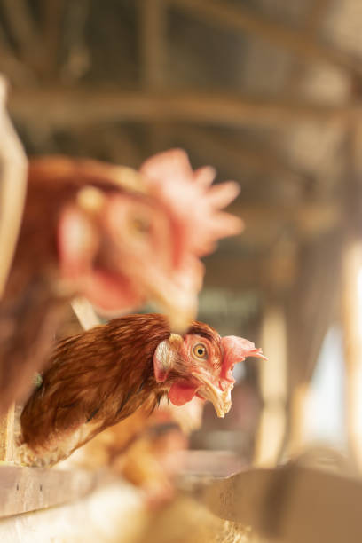istock Chicken farm eggs selective point, hens doing eating food, egg chicken farm 1323447857