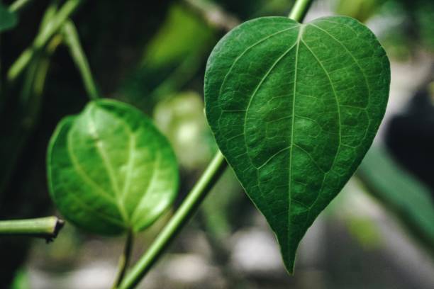istock Pepper plant leaves 1323447896
