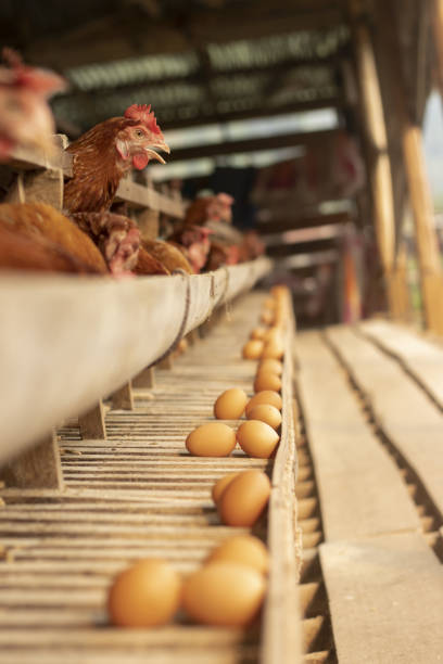 istock Chicken farm eggs selective point, hens doing eating food, egg chicken farm 1323447934