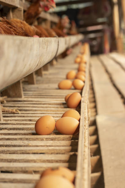 istock Chicken farm eggs selective point, hens doing eating food, egg chicken farm 1323448490