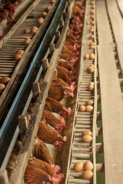 istock Chicken farm eggs selective point, hens doing eating food, egg chicken farm 1323448755
