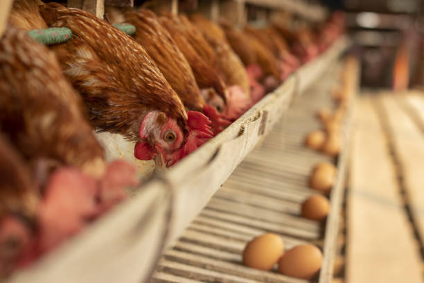 istock Chicken farm eggs selective point, hens doing eating food, egg chicken farm 1323448764