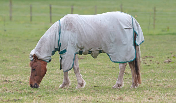 istock Brown horse with horse blanket eating grass, selective focus 1323449493