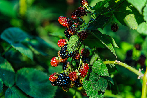 Close-Up Photo of Fresh and Delicious Berry Fruit Growing in Organic Garden in Countryside.