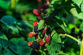 A Blackberry Bush in the Garden with Ripe and Unripe Berries.