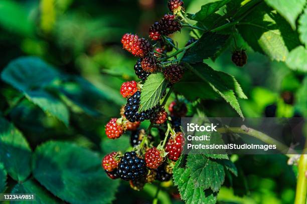 A Blackberry Bush In The Garden With Ripe And Unripe Berries Stock Photo - Download Image Now