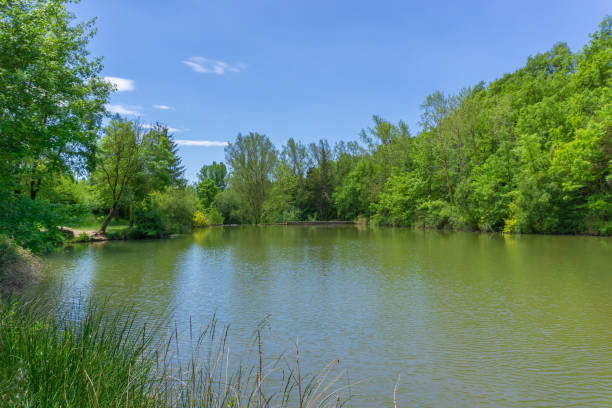 istock Moia swamp landscape a sunny day 1323449946