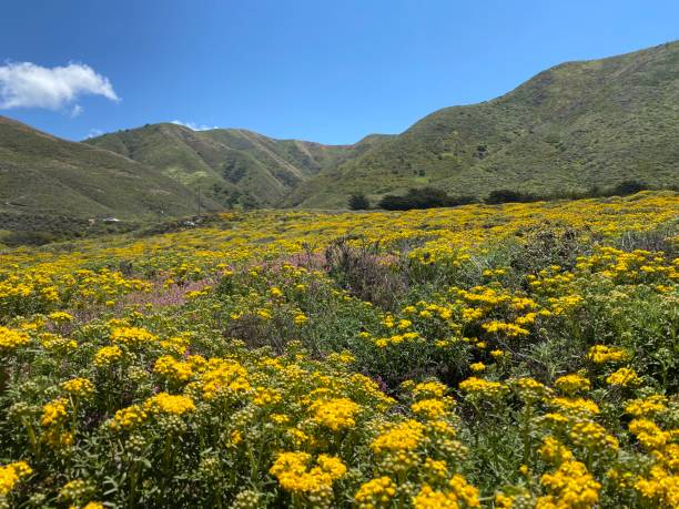 istock Yellow flowers lead the way 1323450600