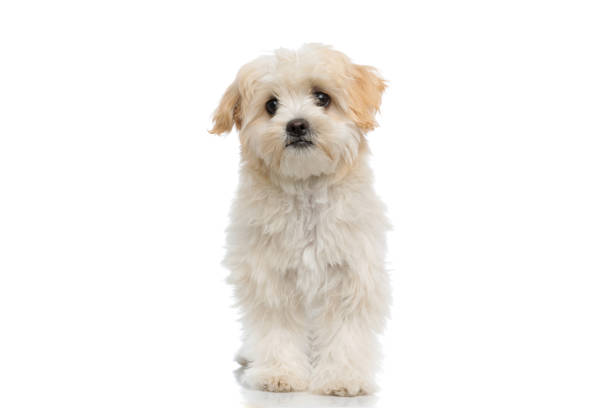 istock cute little bichon dog standing against white background 1323450870