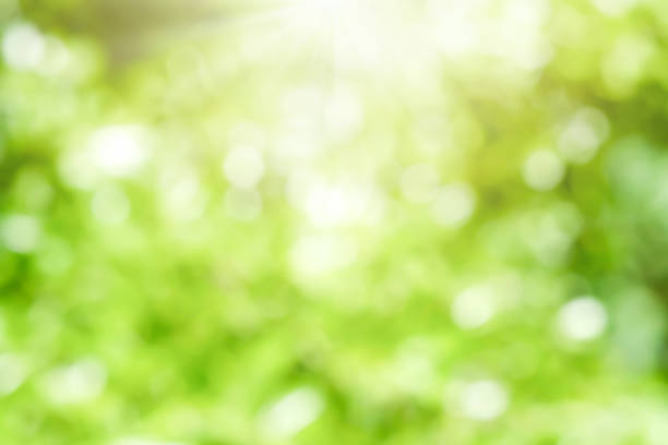 istock Bokeh blur tree nature background with sunlight on summer. Spring season. 1323450875