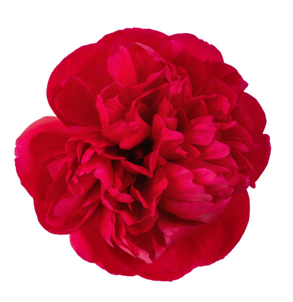 peony flower of a tree-like burgundy color, isolate for clipping on a white background