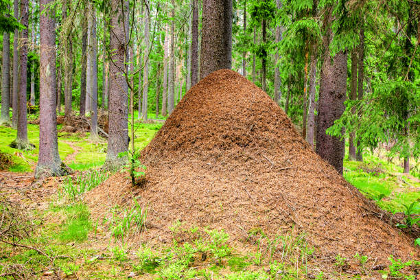 istock An anthill in a coniferous forest. Environmental concept. 1323452300