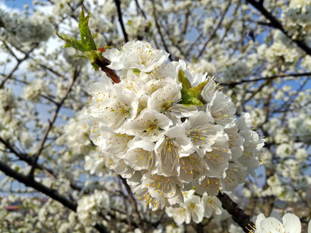 istock Cherry blossom tree close up view. Spring white cherry blossoms in garden. 1323453271