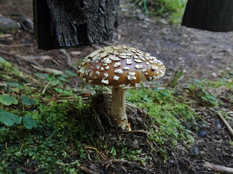 Amanita pantherina mushroom in forest