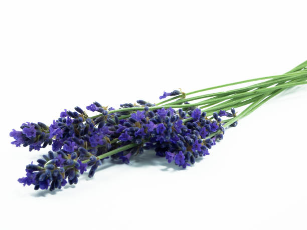 istock Lavender flower bouquet, isolated on white 1323454806