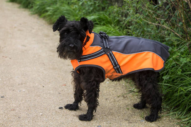 istock dog in coat on the road 1323455613