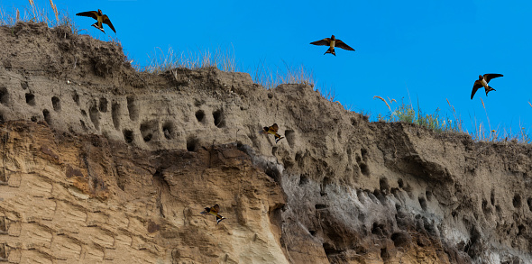 Swallows for swallows on the cliffs of Ahrenshoop city on the Baltic Sea peninsula Darss in Germany in summer.