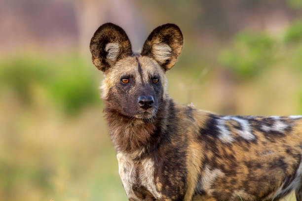 African Wild Dog portrait of a hunter in Botswana wild dog stock pictures, royalty-free photos & images