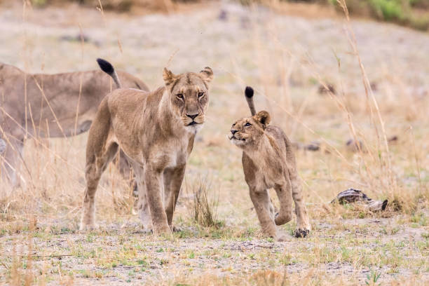istock Beautiful playful lions 1323457861