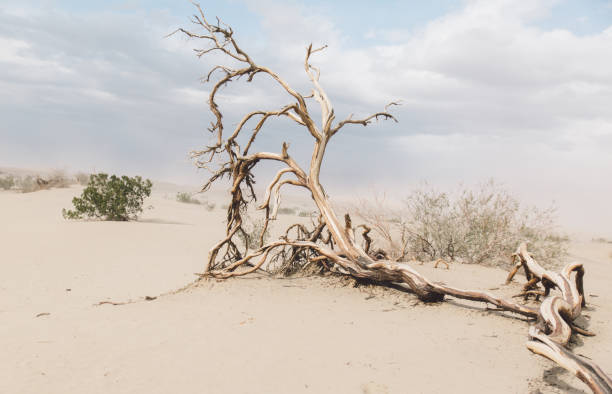 голое дерево в песке в пустыне на фоне неба - bare tree dry tree branch стоковые фото и изображения