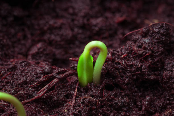 istock the first green shoot emerged from the ground in spring, close-up 1323460071