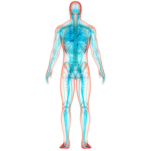 istock Human Circulatory System Heart Anatomy 1323460214