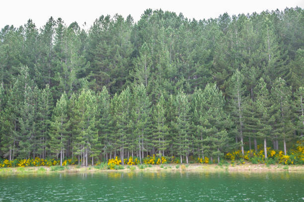 istock peaceful lake by the forest 1323463427