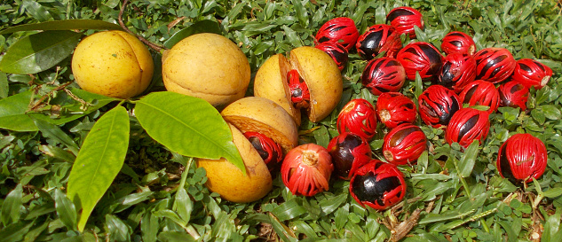 Myristica fragrans (fragrant nutmeg or true nutmeg) is a dark-leaved evergreen tree cultivated for two spices derived from its fruit: nutmeg, from its seed, and mace, from the seed, covering. It is also a commercial source of essential oil and nutmeg butter. Group of fresh and raw whole nutmeg from an organic farm in Kerala, India.Top view of the whole nutmeg.
