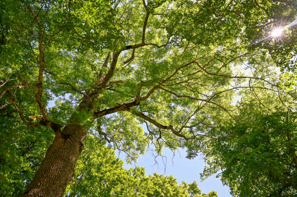 sunlight through leaves in a tall ash sunlight through leaves in a tall ash in Medevi park 13 june 2021 ash stock pictures, royalty-free photos & images