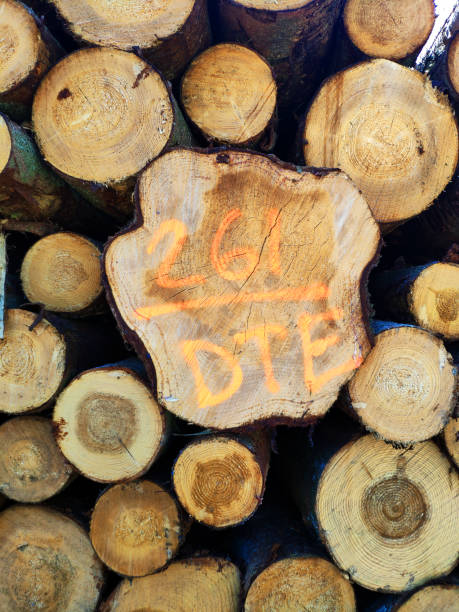 istock newly felled timber piled in the forest 1323464576