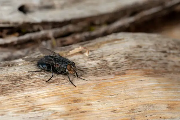 Detail of a blowfly sitting on a wooden board with copy space