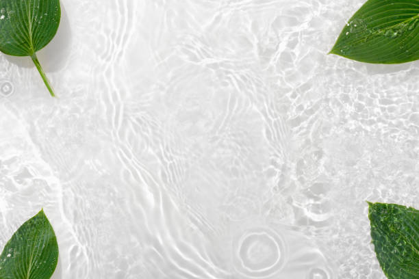 istock Water banner background with leaves hosts. White water texture,  surface with rings and ripple. Spa concept background. Flat lay, top view, copy space. 1323465137