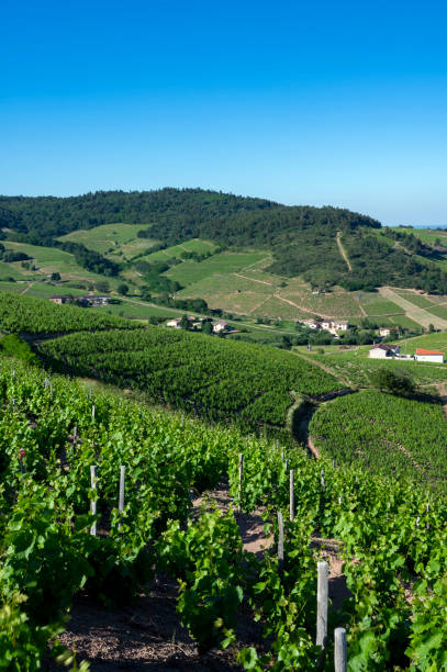 Landscape of vineyards in Beaujolais around the village of Fleurie in the Rhône department Hilly landscape of vines in spring around the village of Fleurie in Beaujolais in the Rhône department in spring beaujolais region stock pictures, royalty-free photos & images