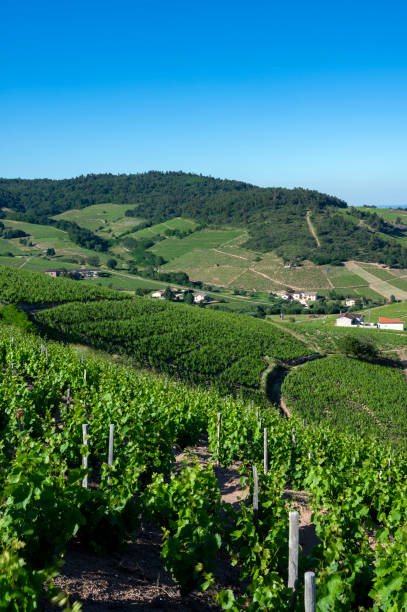 paisagem de vinhedos em beaujolais ao redor da vila de fleurie no departamento de rhône - beaujolais - fotografias e filmes do acervo