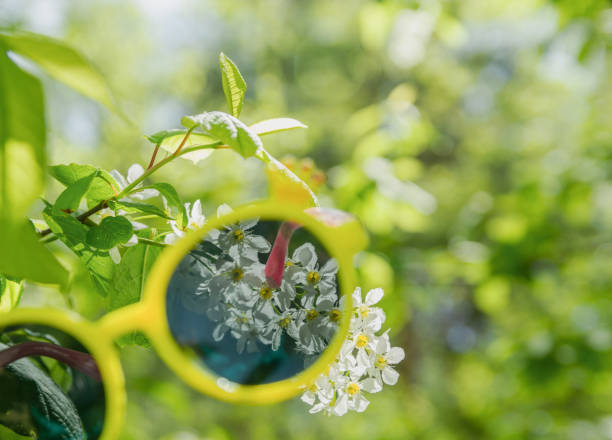 istock A large white bird cherry flower is visible through yellow sunglasses 1323468052
