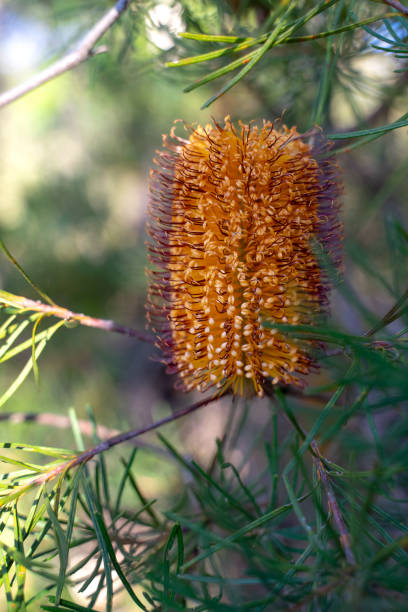 Banksia is the Australian native flowers.