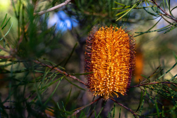 Banksia is the Australian native flowers.