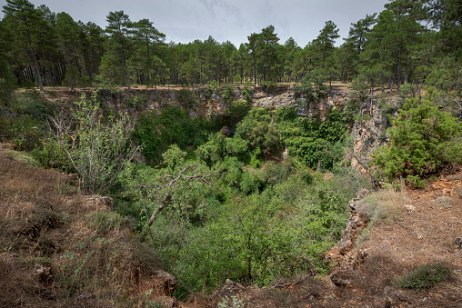 Mesquite tree on a ridge in Texas hill country