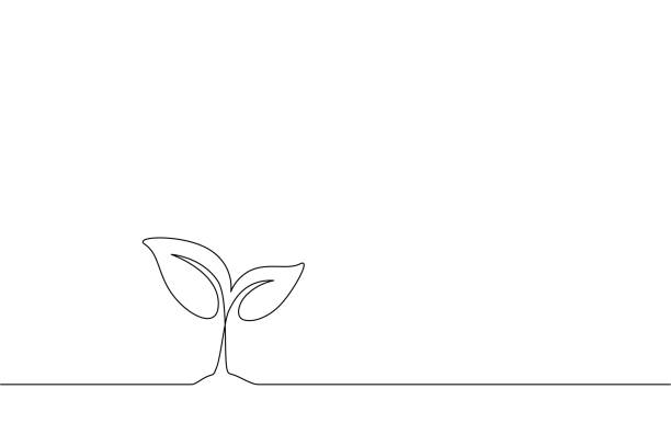 ilustrações de stock, clip art, desenhos animados e ícones de growth plant in one continuous line drawing. sprout with leaves in simple linear style isolated on white background. editable stroke. vector illustration - crescimento ilustrações