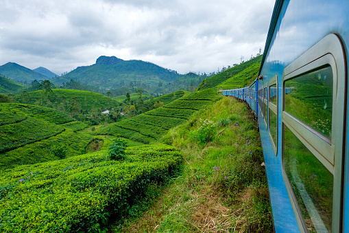 View of tea plantations from train betweeen Kandy and Nuwara Eliya. Nuwara Eliya is in the middle of the tea plantation district in the centre of Sri Lanka