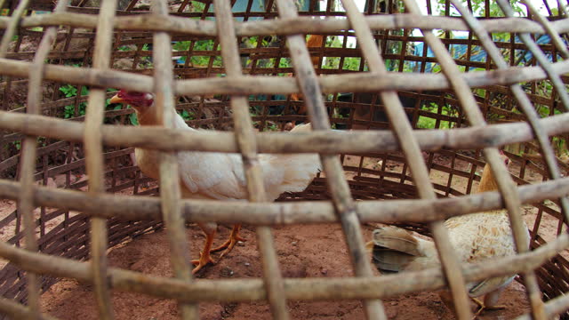 Domestic chickens are raised in chicken coops. to be used as food in rural villages in Thailand.4K Slow motion.