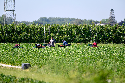 Korschenbroich, June 14, 2021 - Unidentified seasonal farmers harvesting strawberries in the Lower Rhine region, Germany