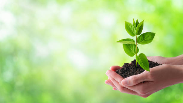 ecologia, protezione dell'ambiente naturale, concetto di conservazione ambientale. - planting tree human hand women foto e immagini stock