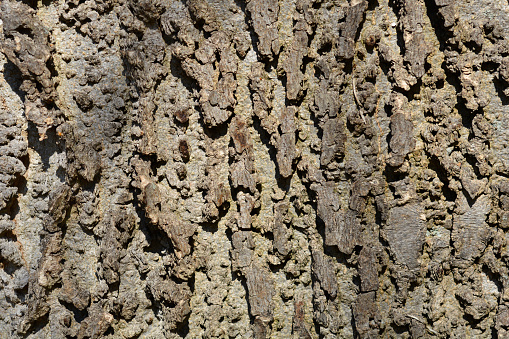 Common hackberry bark detail - Latin name - Celtis occidentalis
